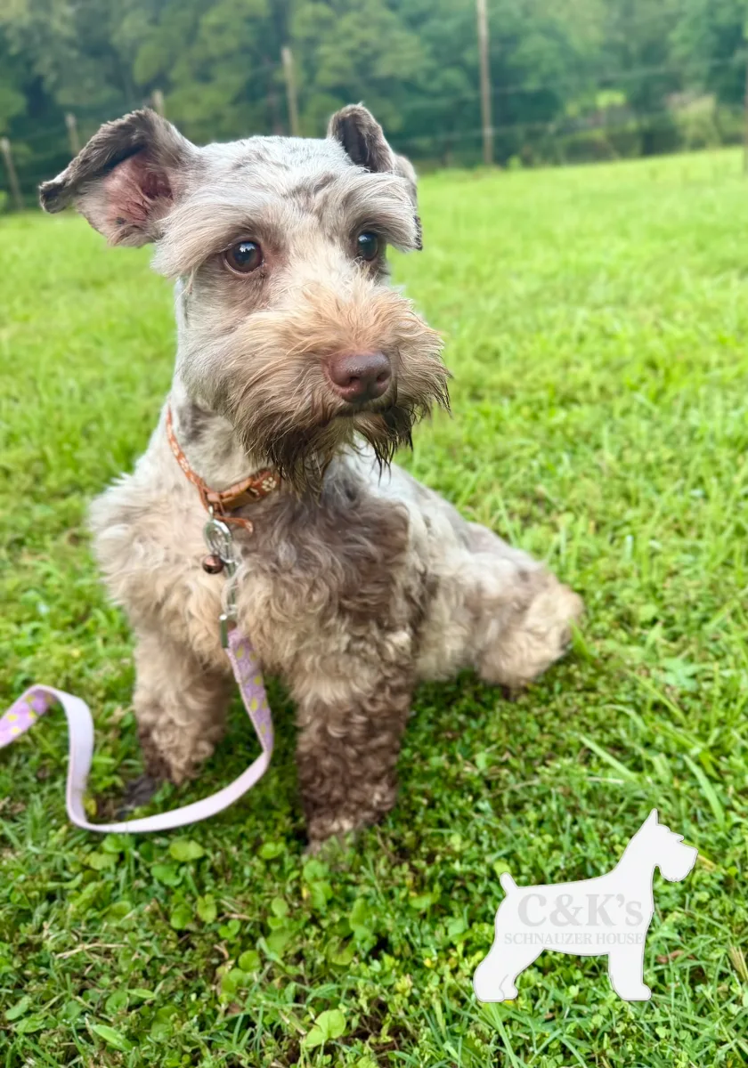 Burberry, one of our Miniature Schnauzers