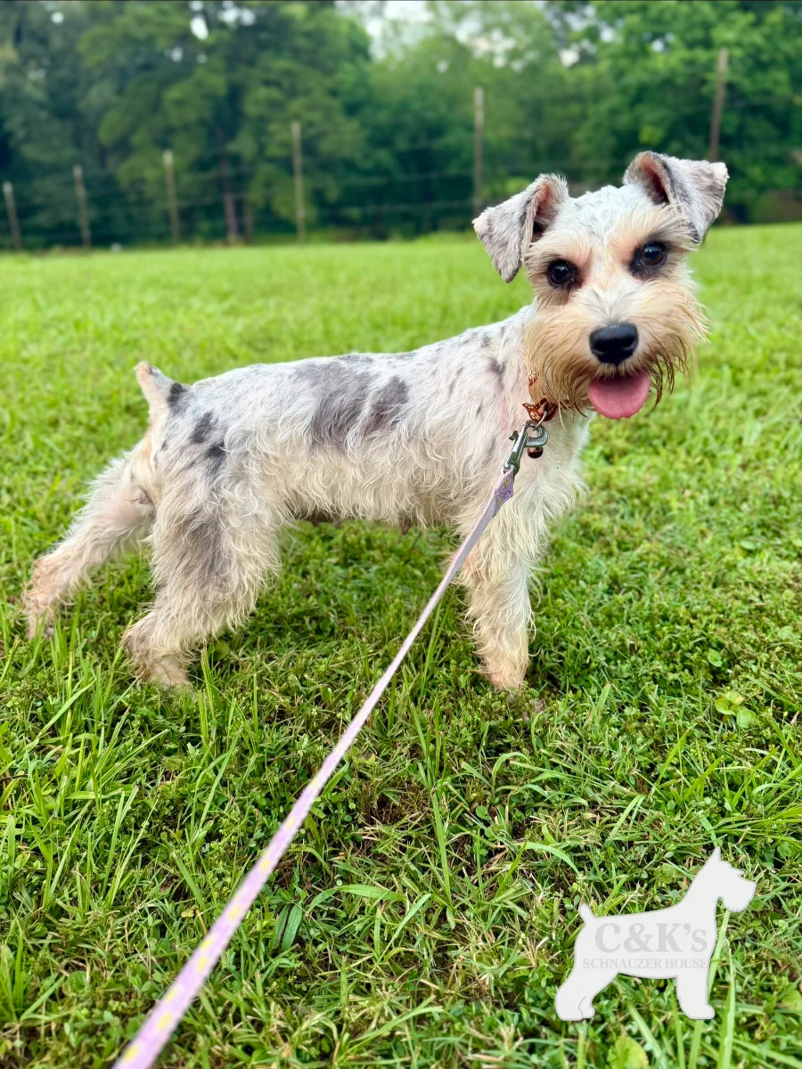 Little girl, one of our Miniature Schnauzers