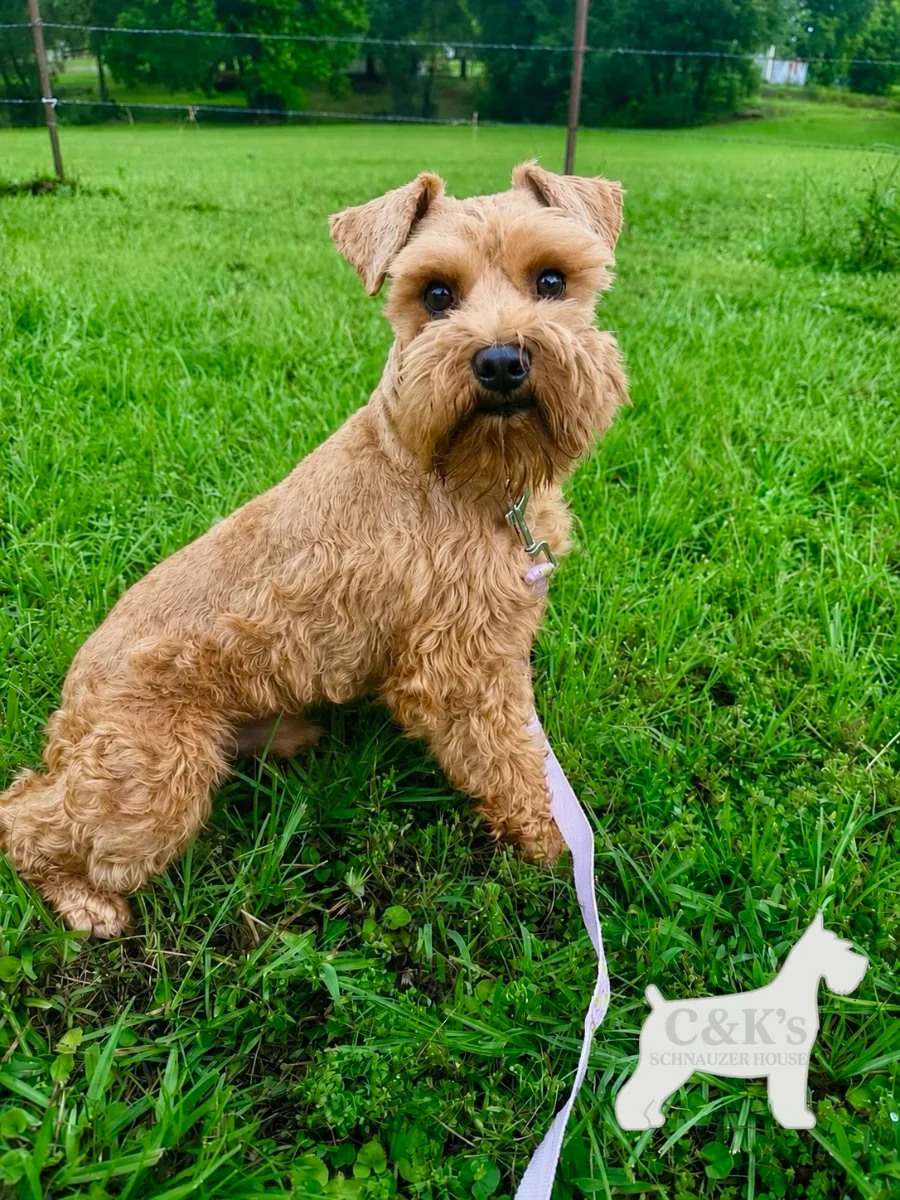 Rowan, one of our Miniature Schnauzers