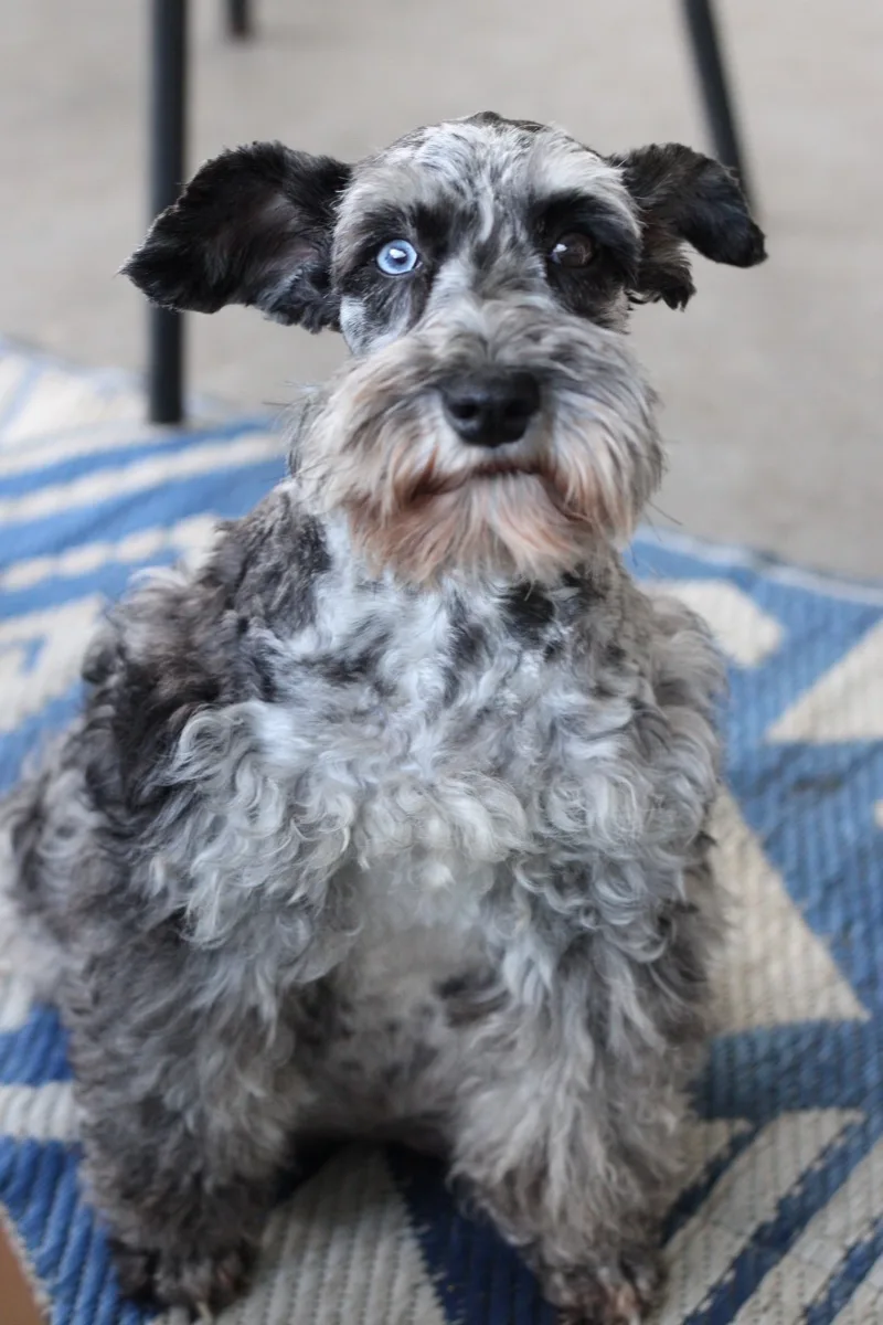 Holly, one of our Miniature Schnauzers