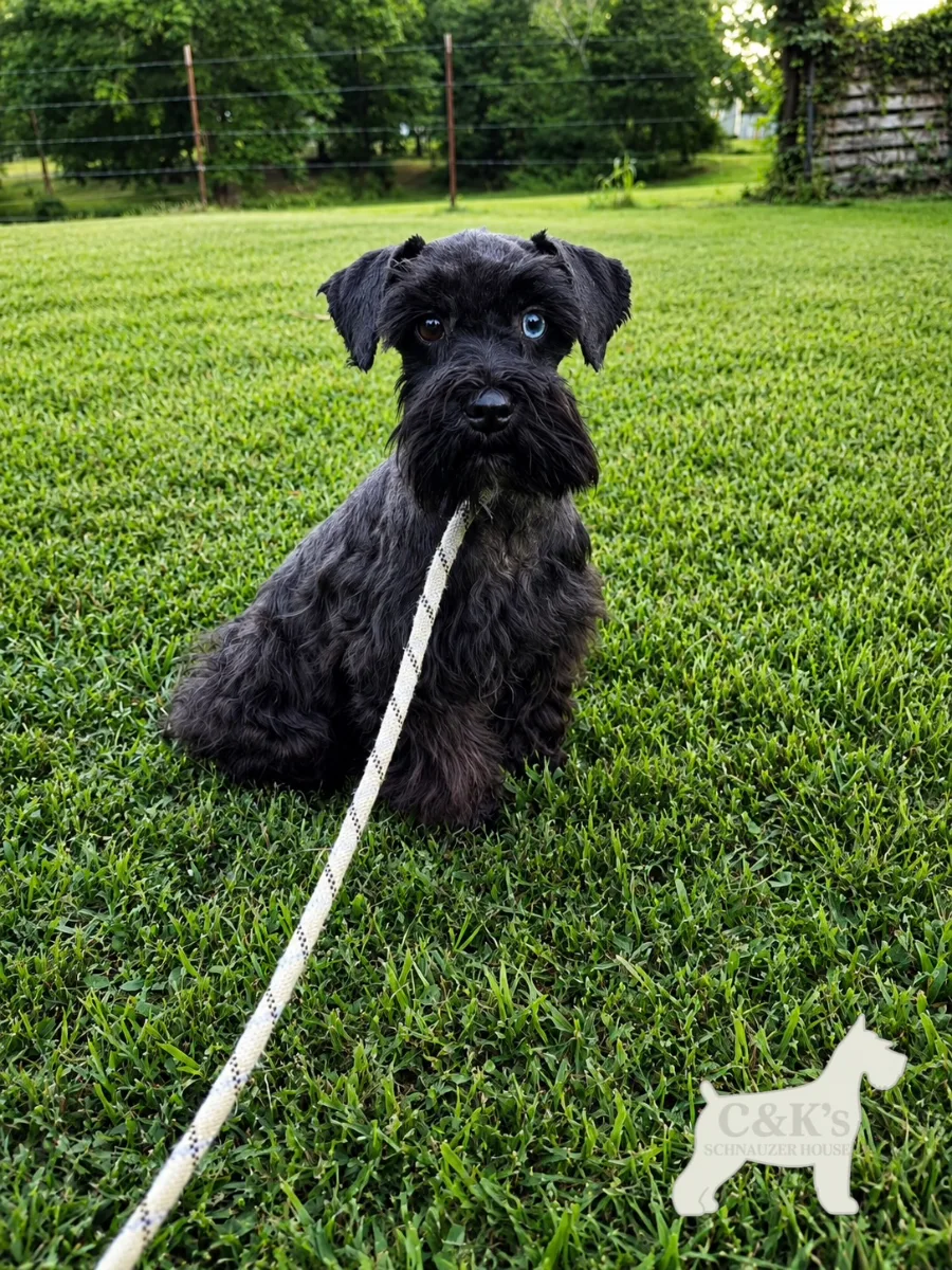 Jolee, one of our Miniature Schnauzers