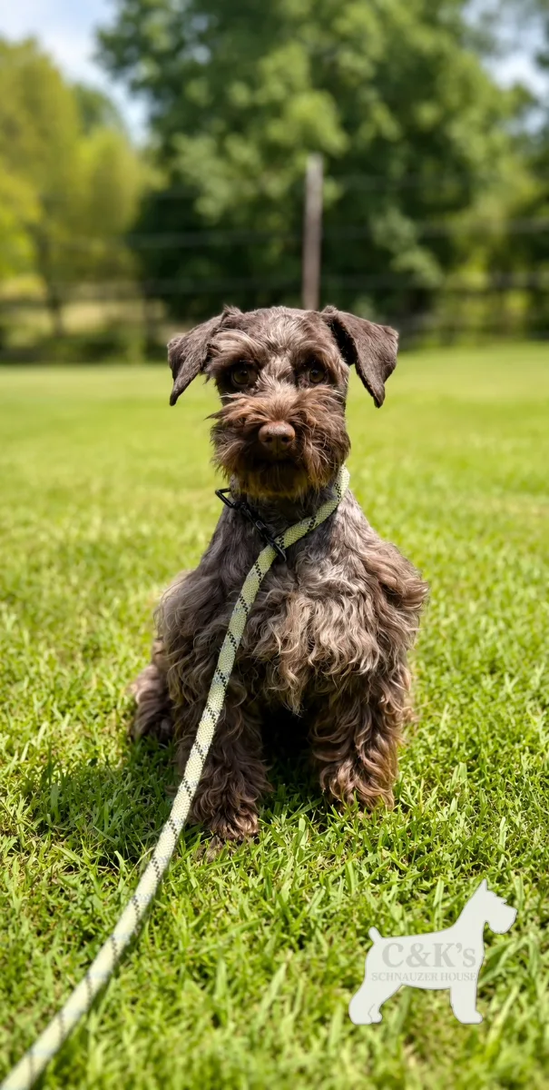 Karma, one of our Miniature Schnauzers