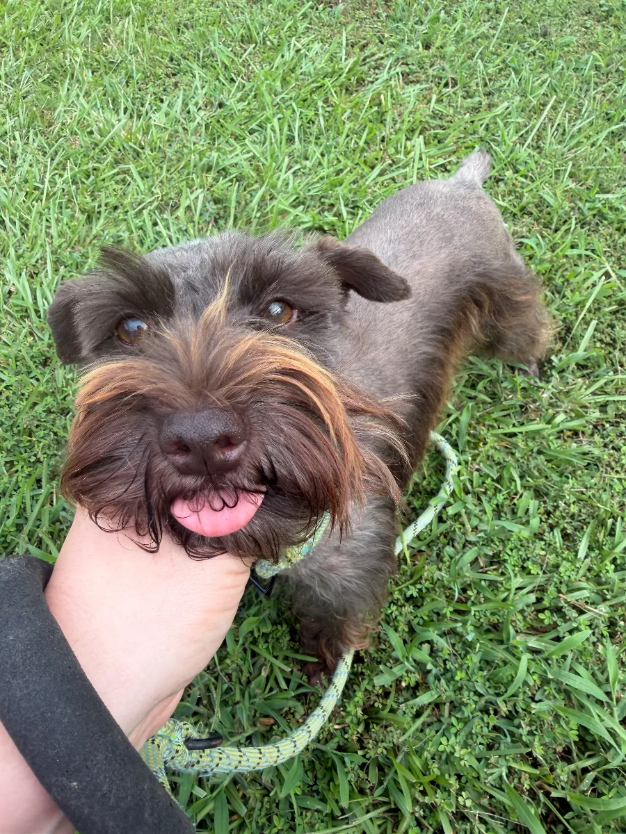 Ginger, one of our Miniature Schnauzers