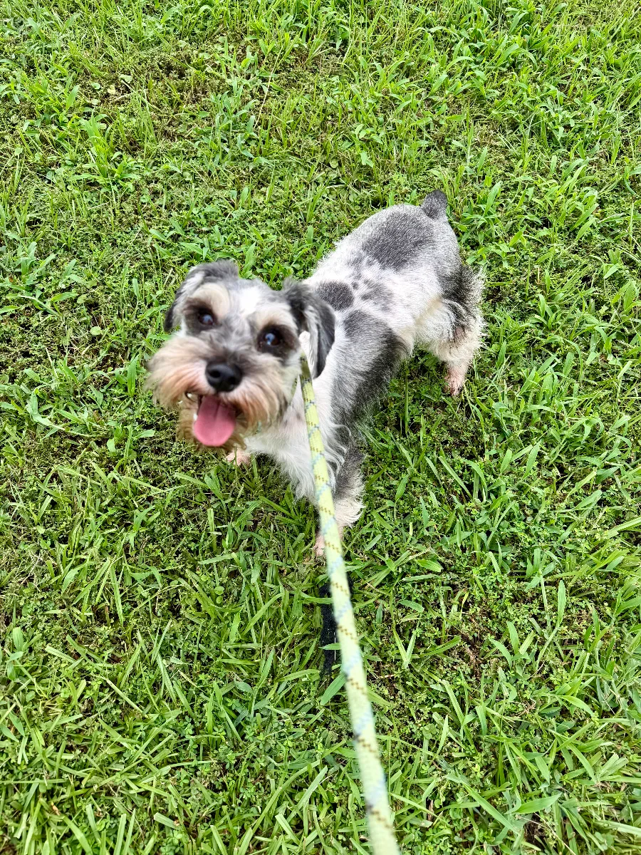 Mariah, one of our Miniature Schnauzers