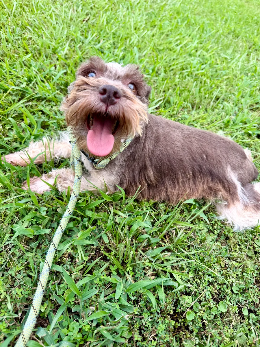 Jovie, one of our Miniature Schnauzers