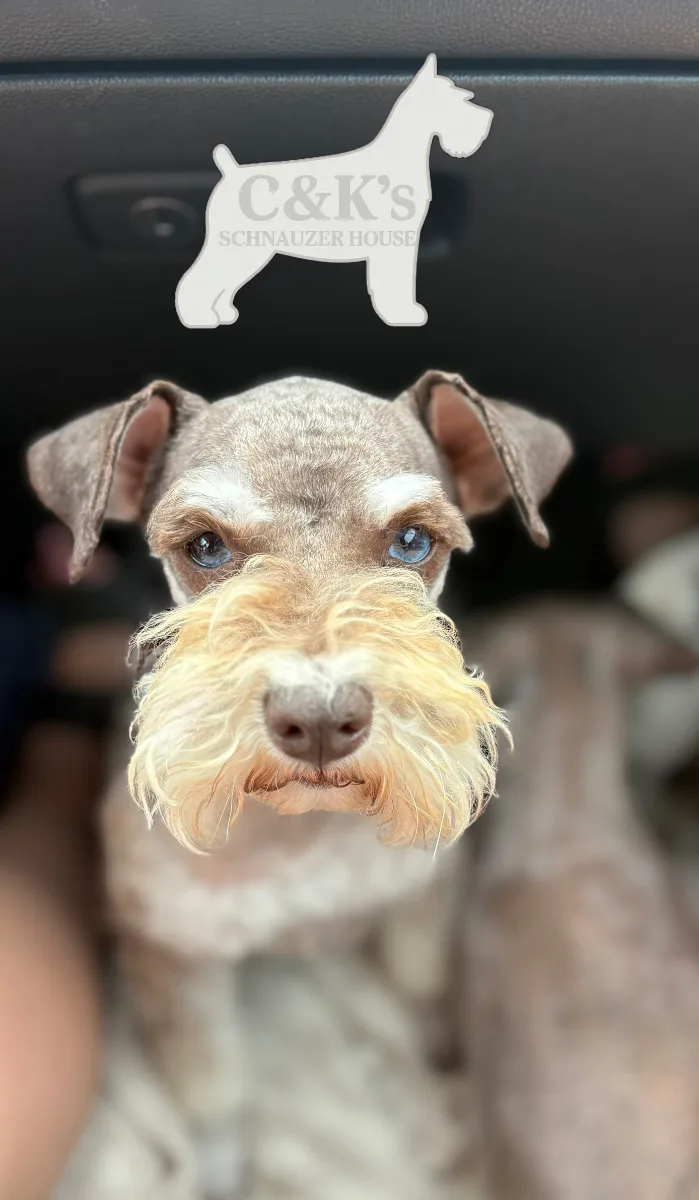 Fergie, one of our Miniature Schnauzers