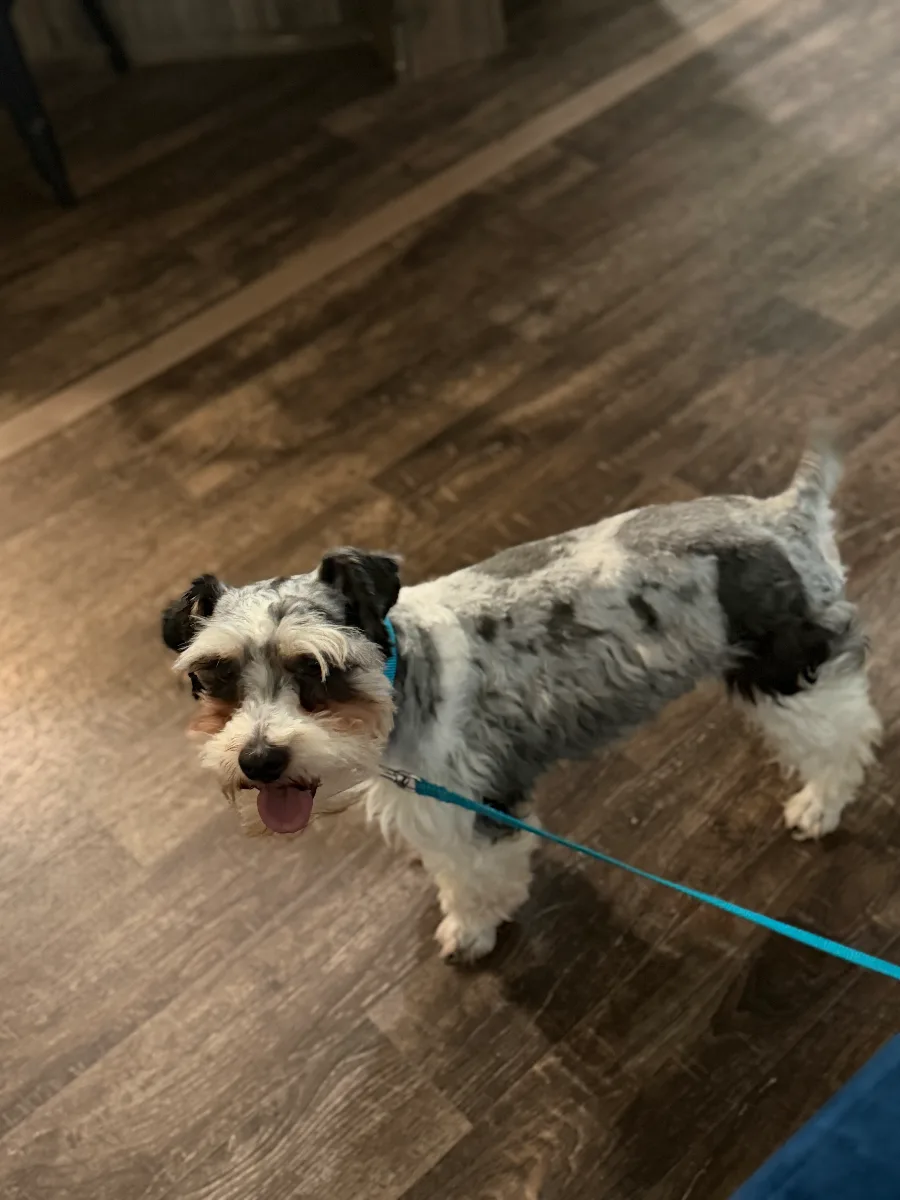 Pepper, one of our Miniature Schnauzers