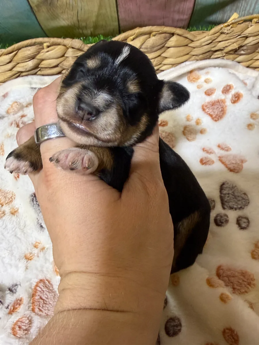 Jolene, a female Miniature Schnauzer puppy
