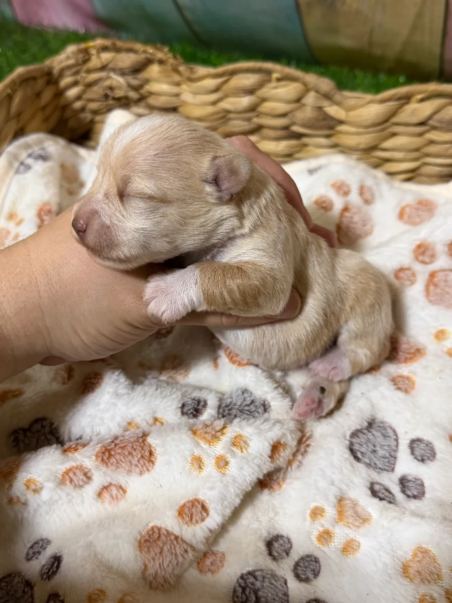 Dolly, a female Miniature Schnauzer puppy