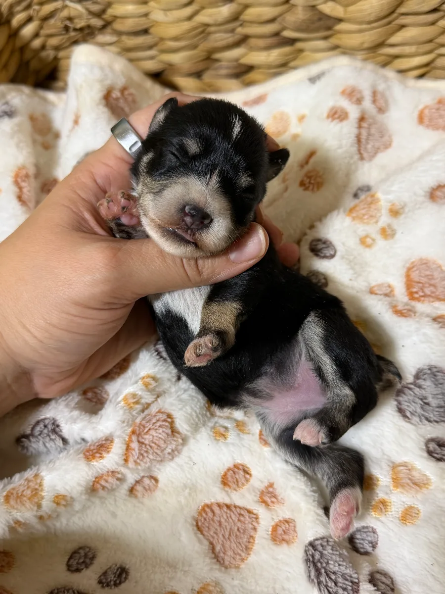 Willadeen, a female Miniature Schnauzer puppy