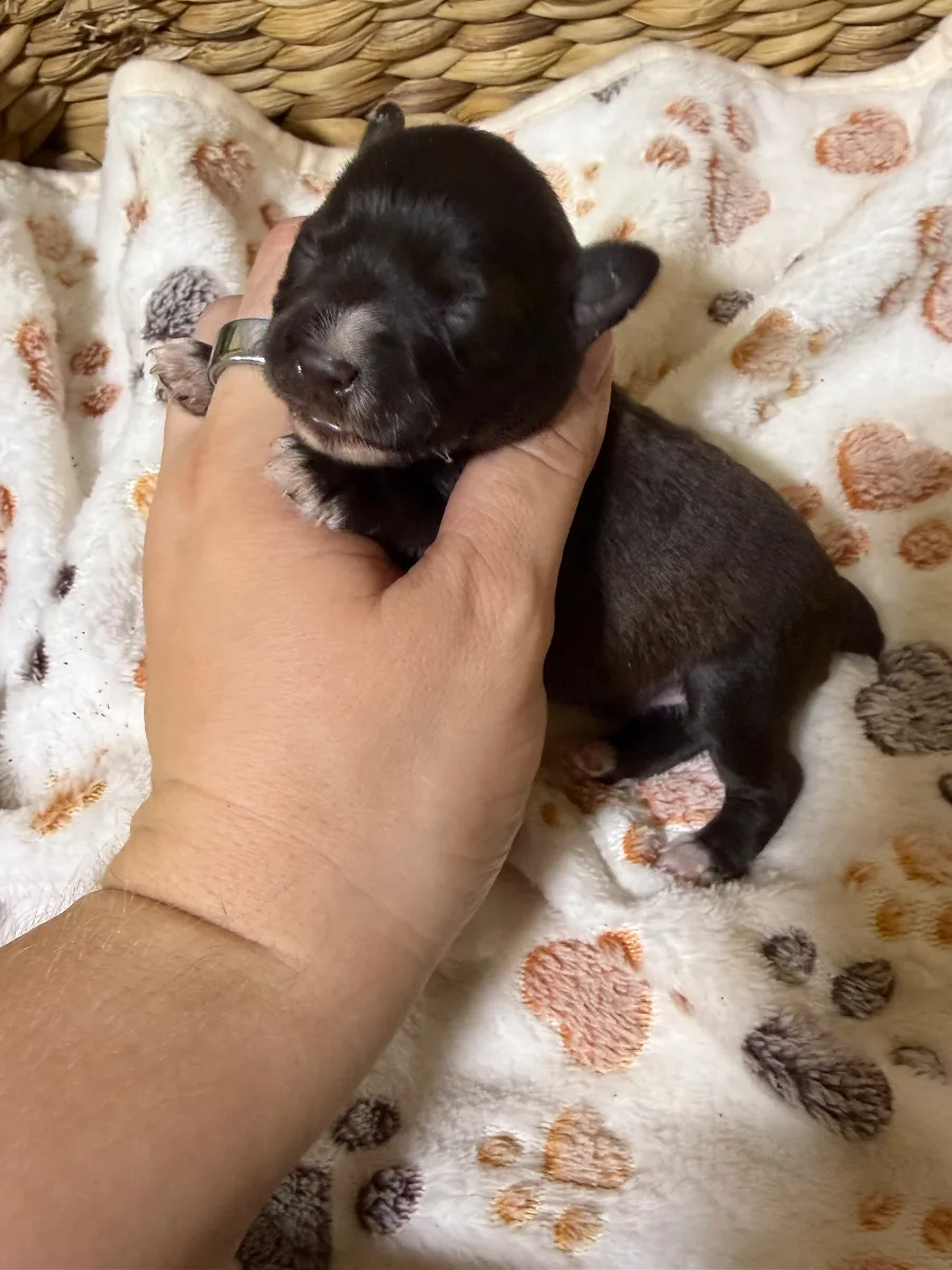 Porter, a male Miniature Schnauzer puppy