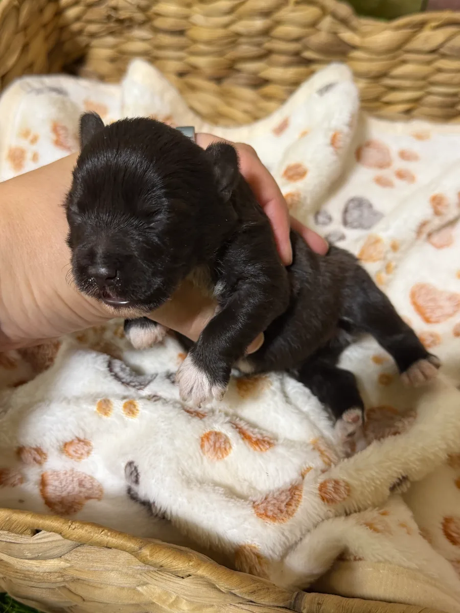 Carl Dean, a male Miniature Schnauzer puppy