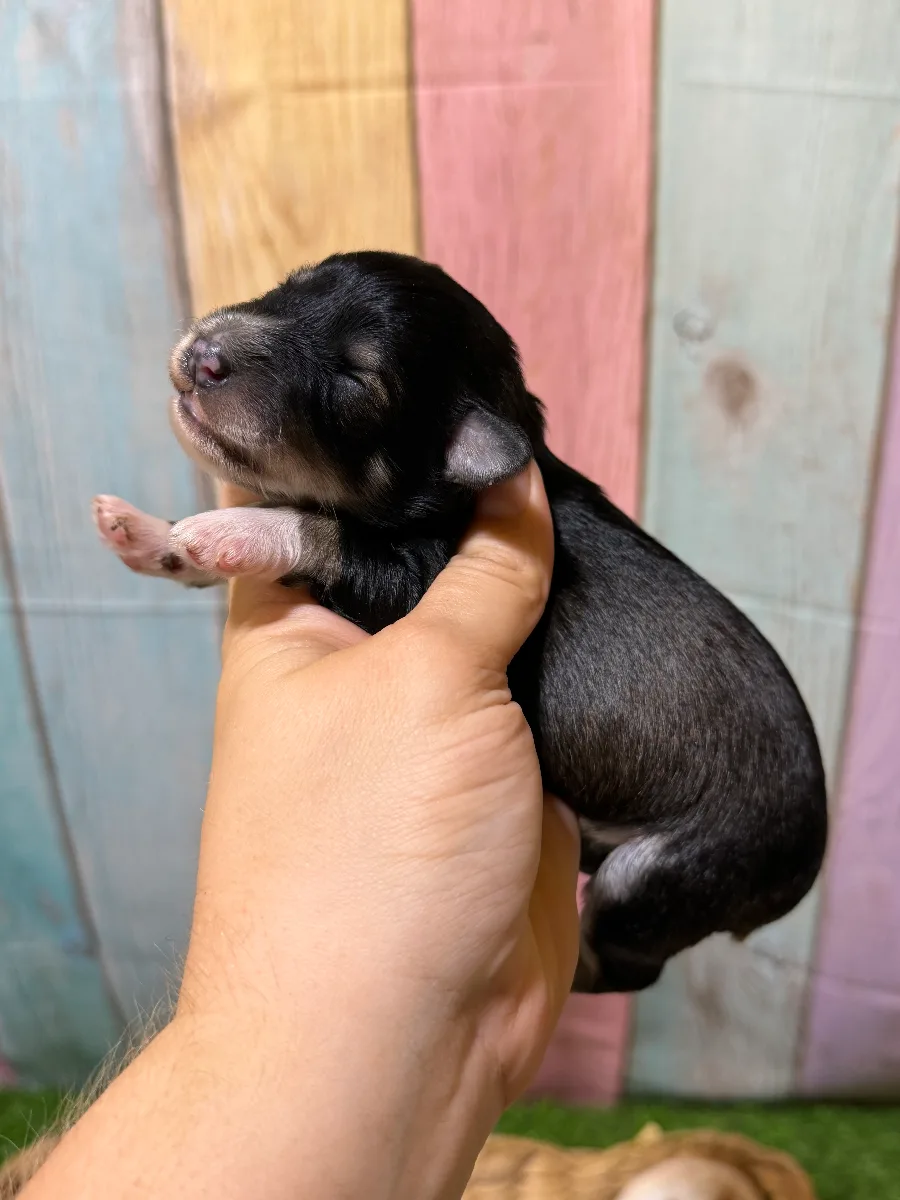 Salem, a male Miniature Schnauzer puppy