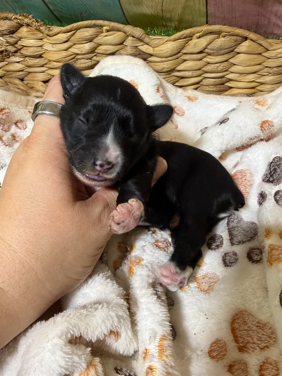 Jet, a male Miniature Schnauzer puppy