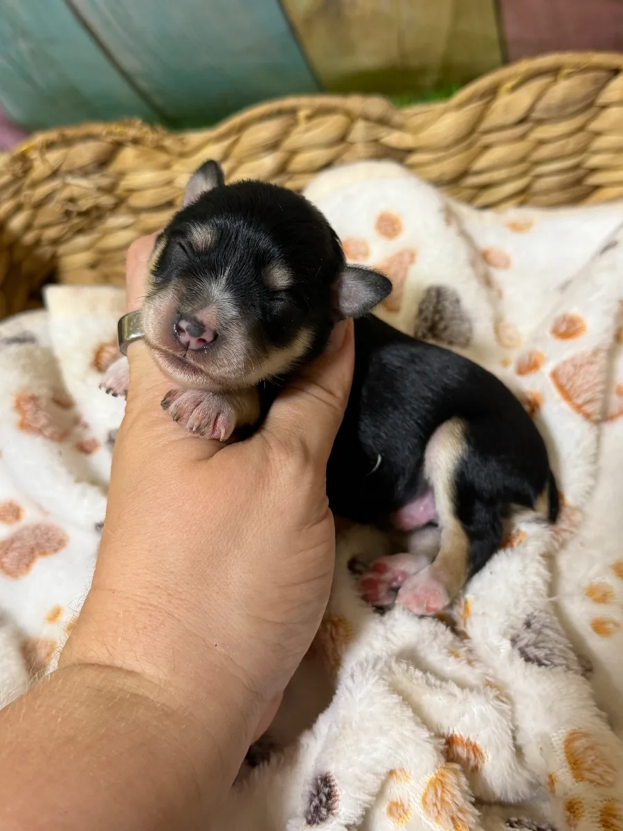 Shadow, a male Miniature Schnauzer puppy