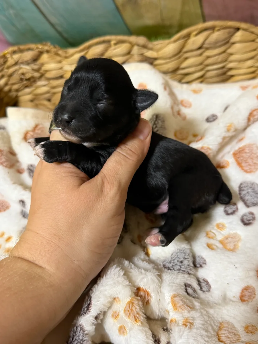 Onyx, a male Miniature Schnauzer puppy