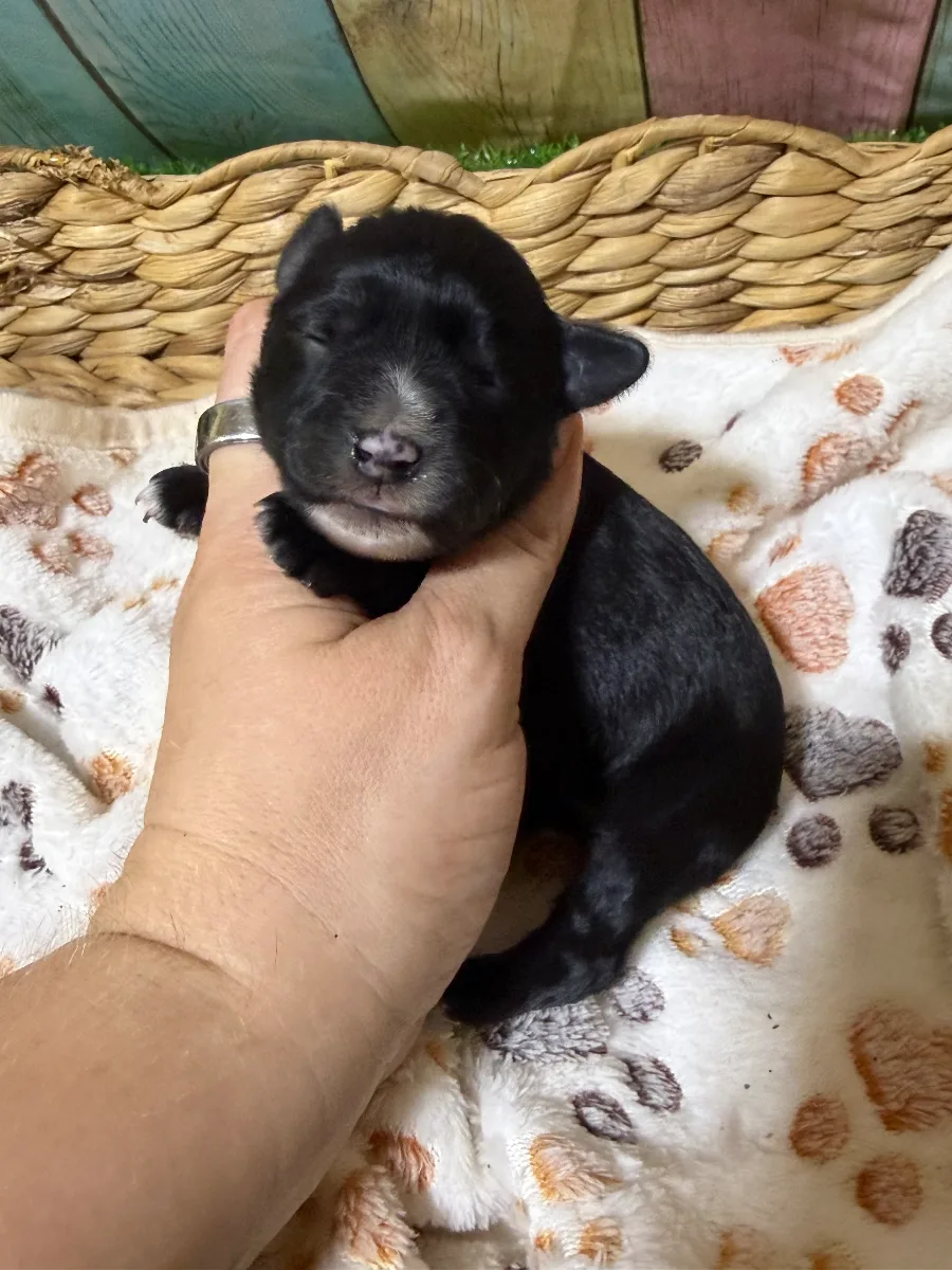 Raven, a female Miniature Schnauzer puppy