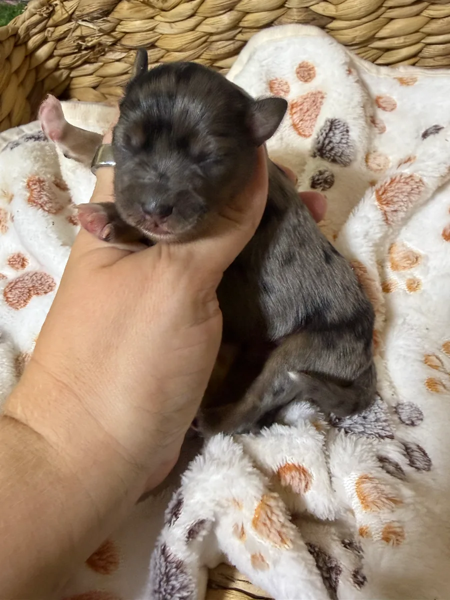 Ace, a male Miniature Schnauzer puppy