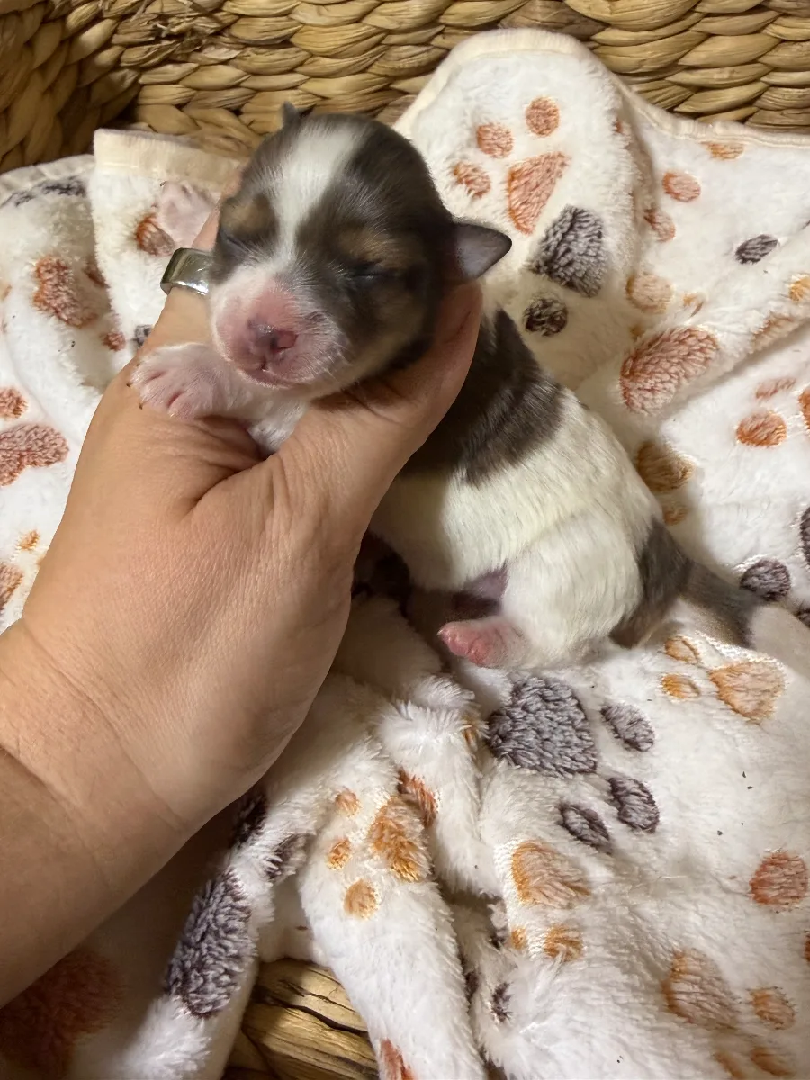 Queenie, a female Miniature Schnauzer puppy