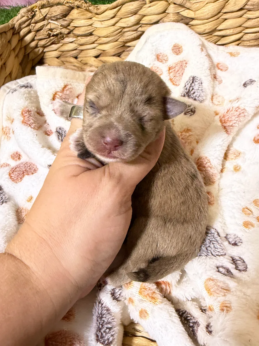 King, a male Miniature Schnauzer puppy