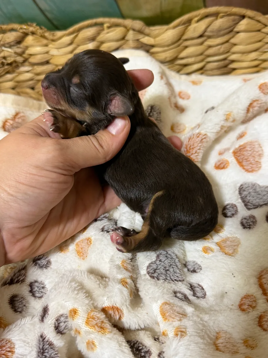 Jack, a male Miniature Schnauzer puppy