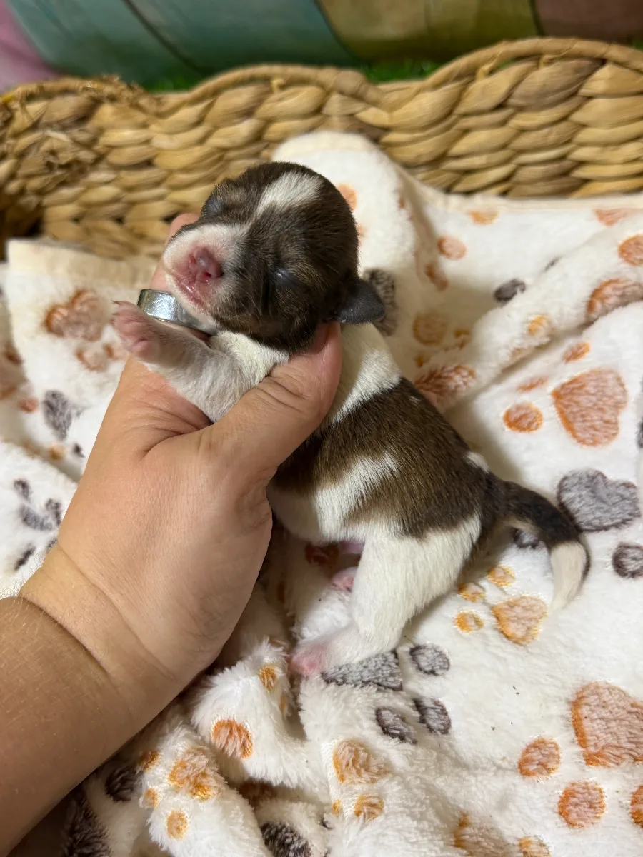 Joker, a male Miniature Schnauzer puppy