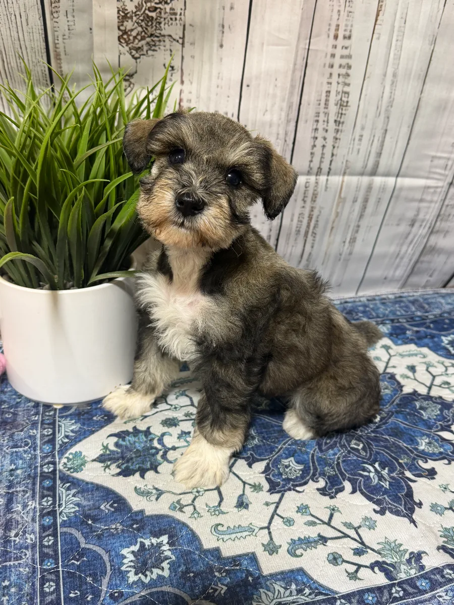 Salem, a male Miniature Schnauzer puppy