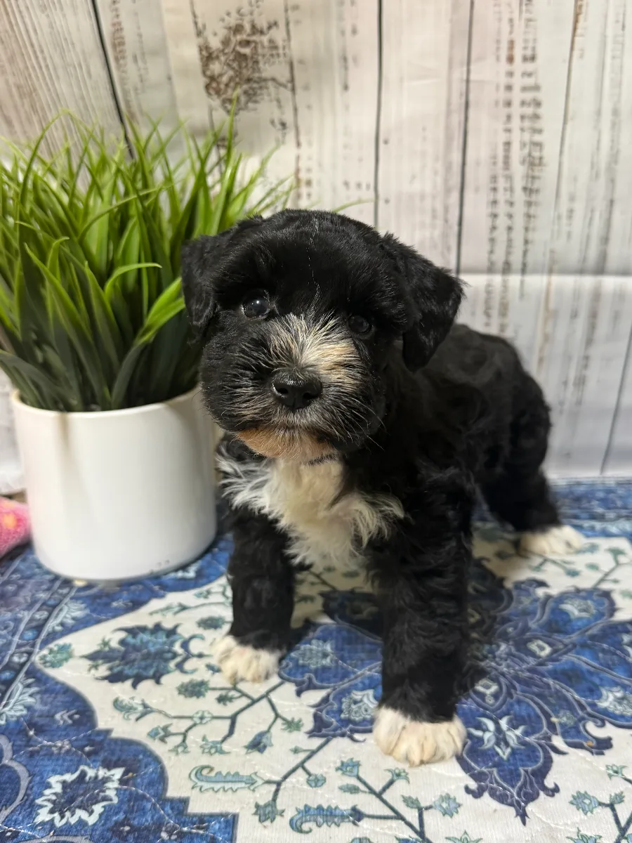 Jet, a male Miniature Schnauzer puppy
