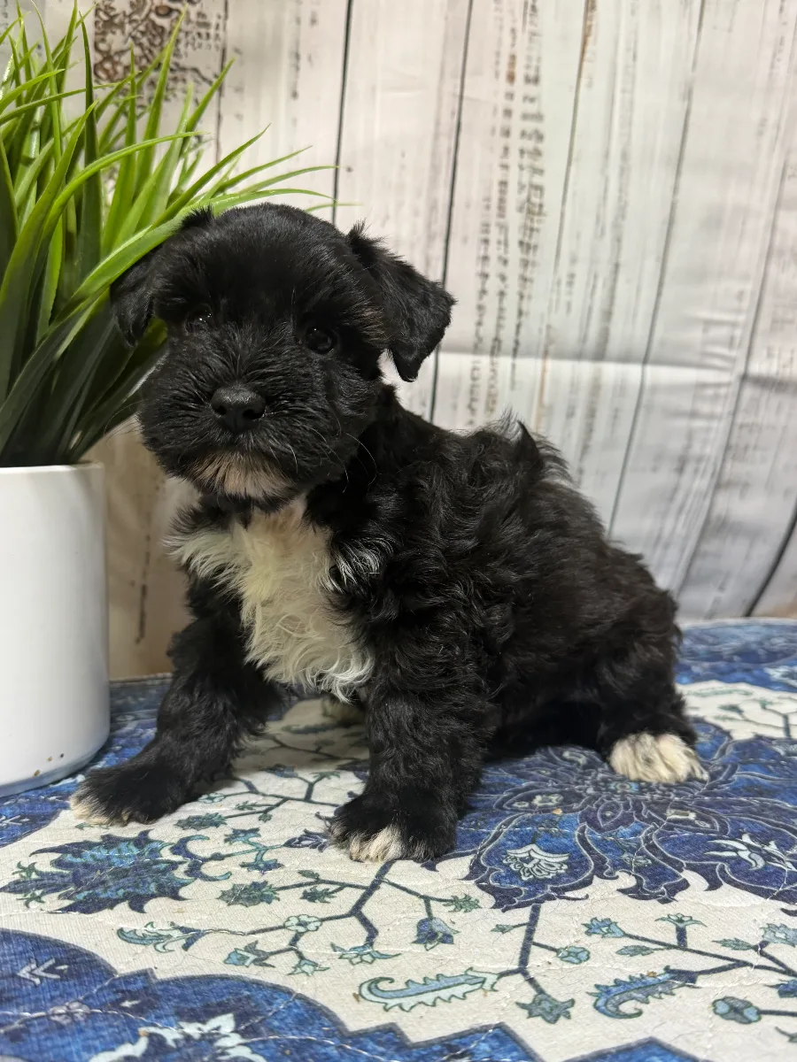 Onyx, a male Miniature Schnauzer puppy