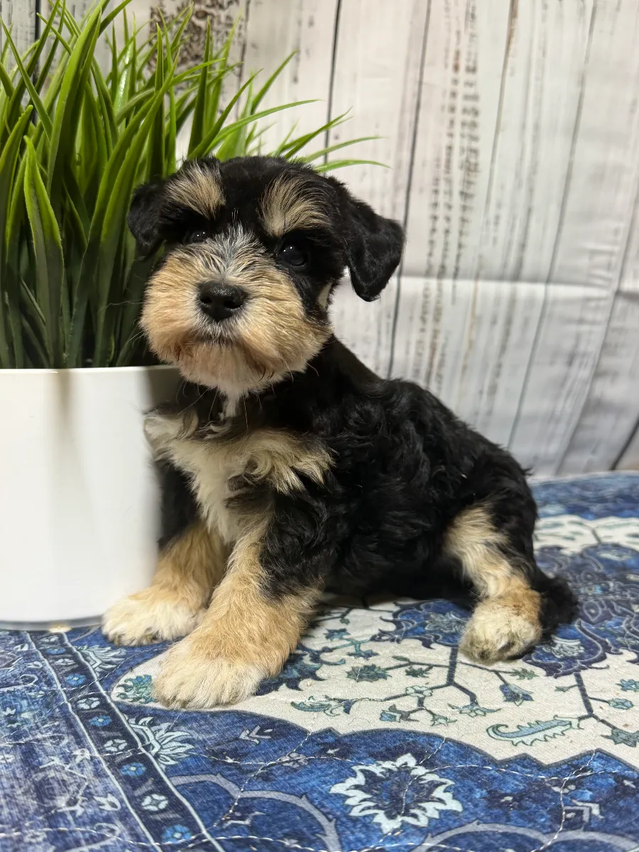 Shadow, a male Miniature Schnauzer puppy
