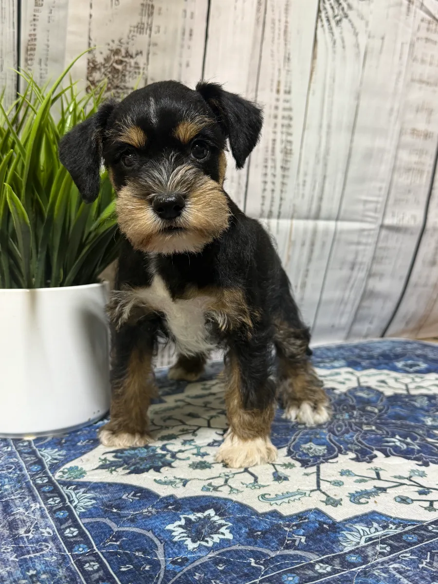 Jolene, a female Miniature Schnauzer puppy