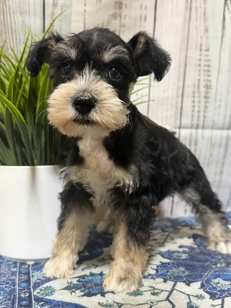 Willadeen, a female Miniature Schnauzer puppy