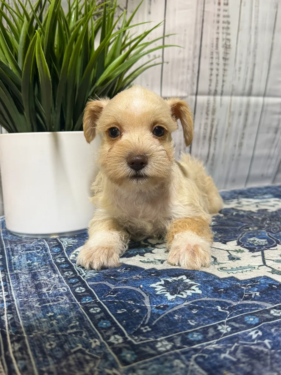 Dolly, a female Miniature Schnauzer puppy