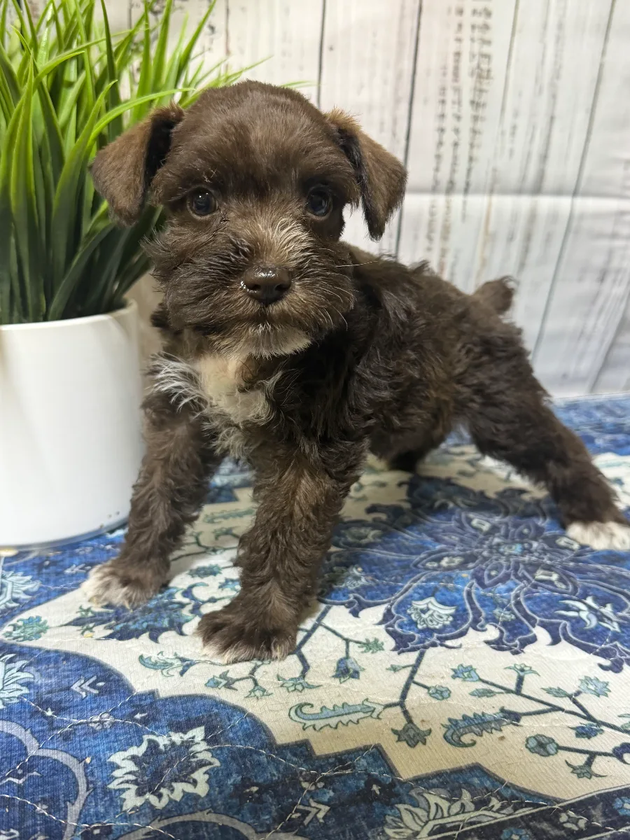 Porter, a male Miniature Schnauzer puppy