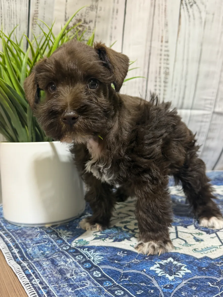 Benton, a male Miniature Schnauzer puppy