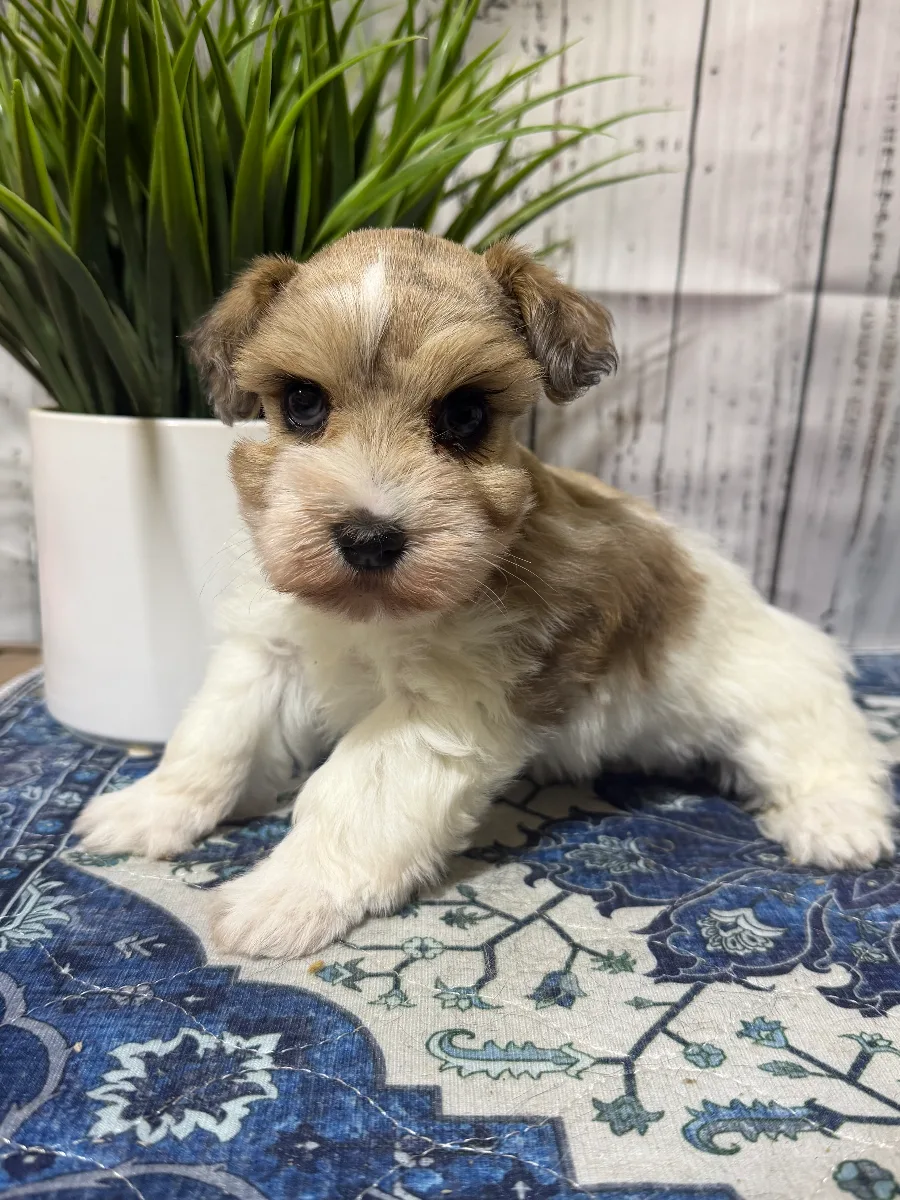 Queenie, a female Miniature Schnauzer puppy