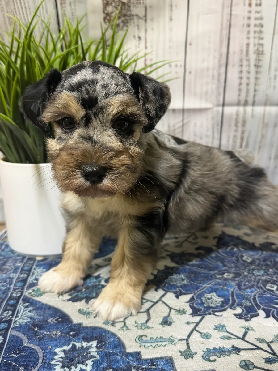Ace, a male Miniature Schnauzer puppy