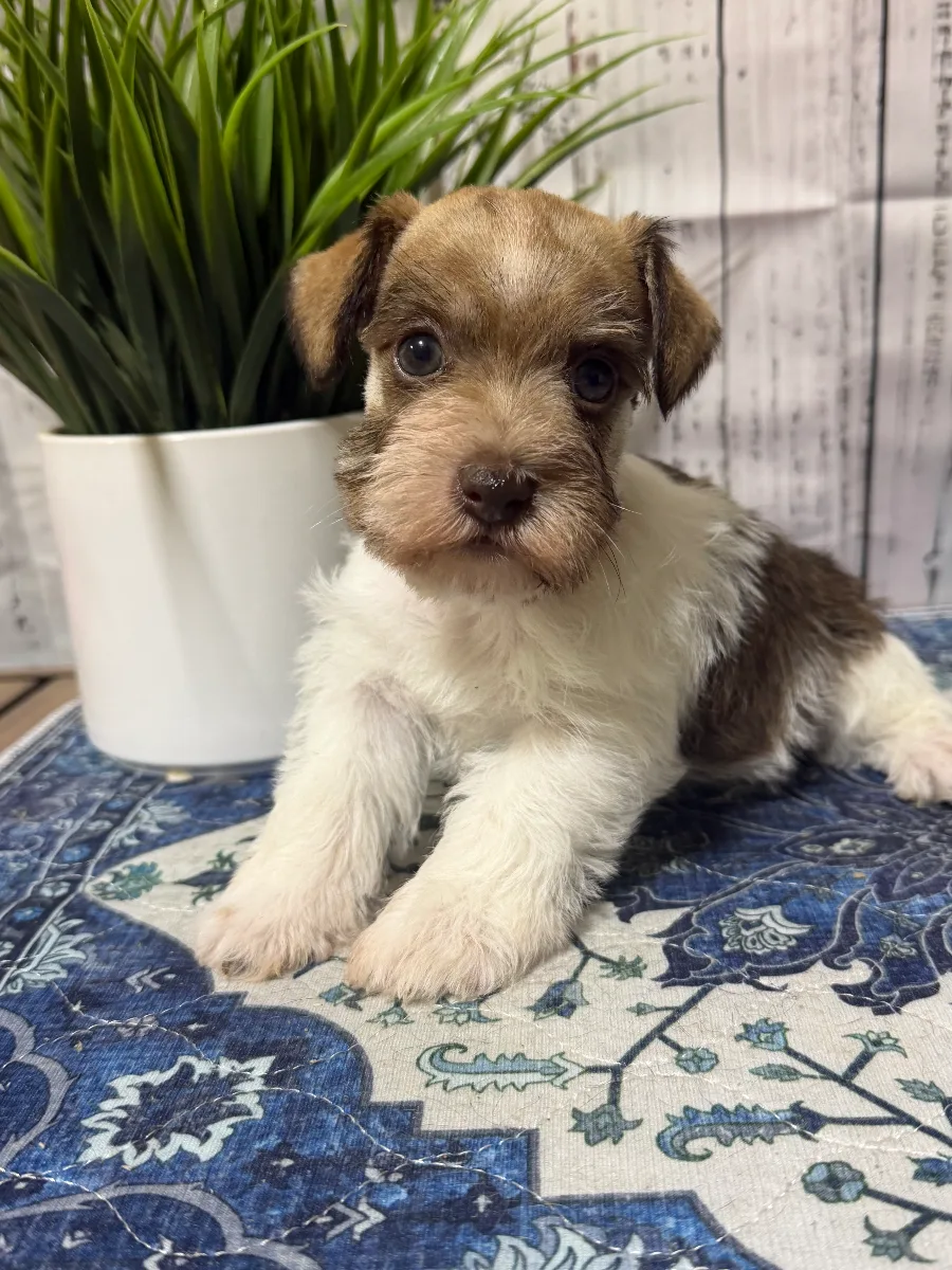 Joker “Boozey”, a male Miniature Schnauzer puppy