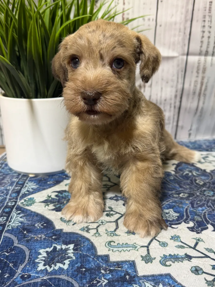 King, a male Miniature Schnauzer puppy