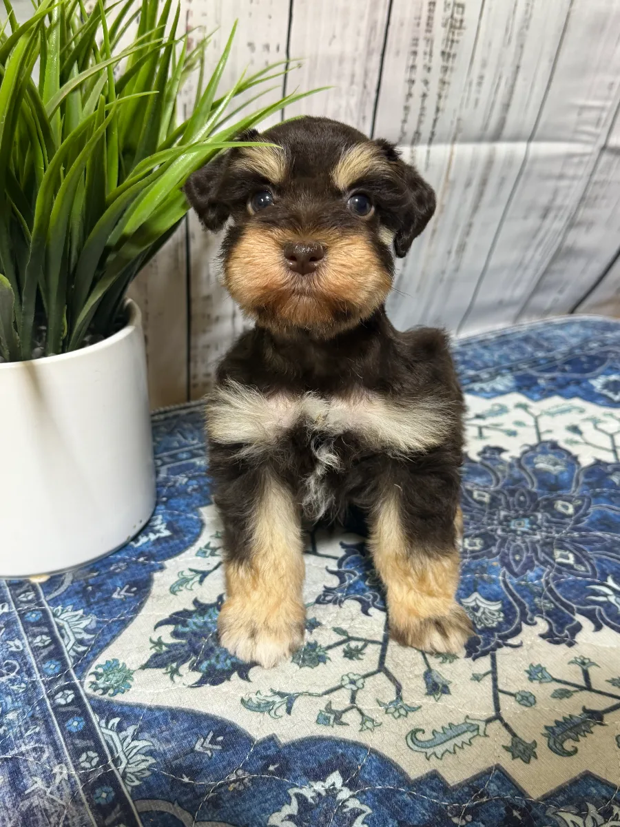 Jack, a male Miniature Schnauzer puppy
