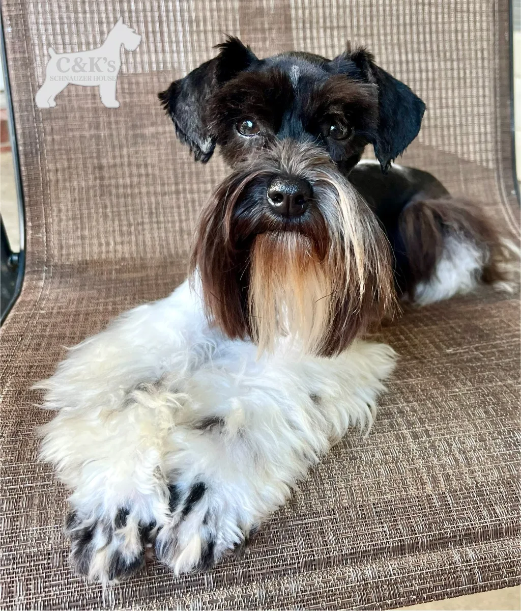 Ginny, one of our Miniature Schnauzers