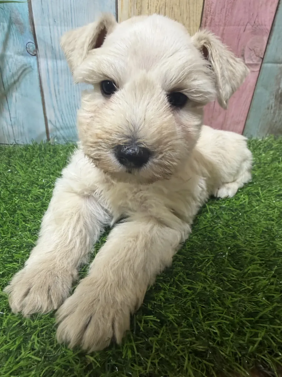 Sample Dam Three, one of our Miniature Schnauzers
