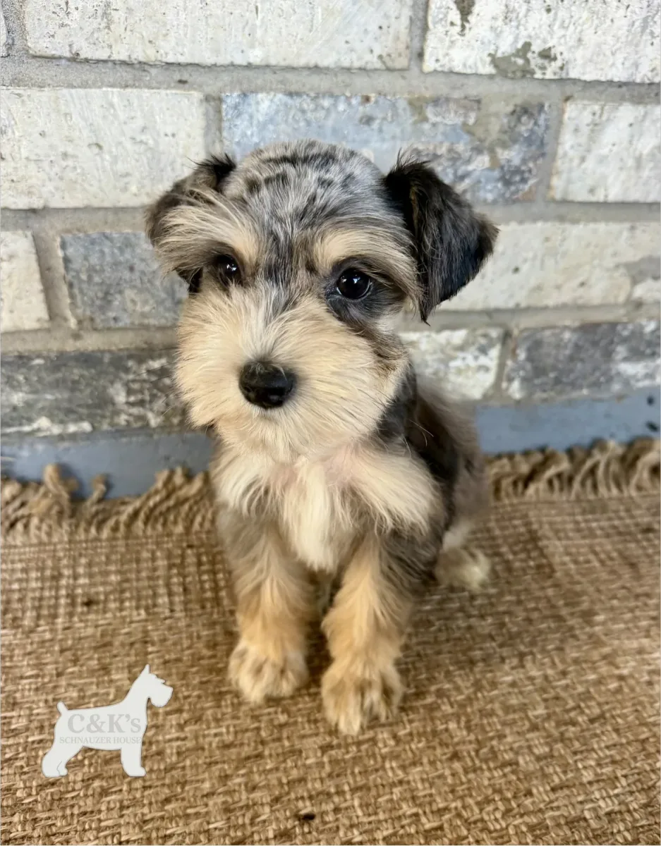 Sample Dam Two, one of our Miniature Schnauzers