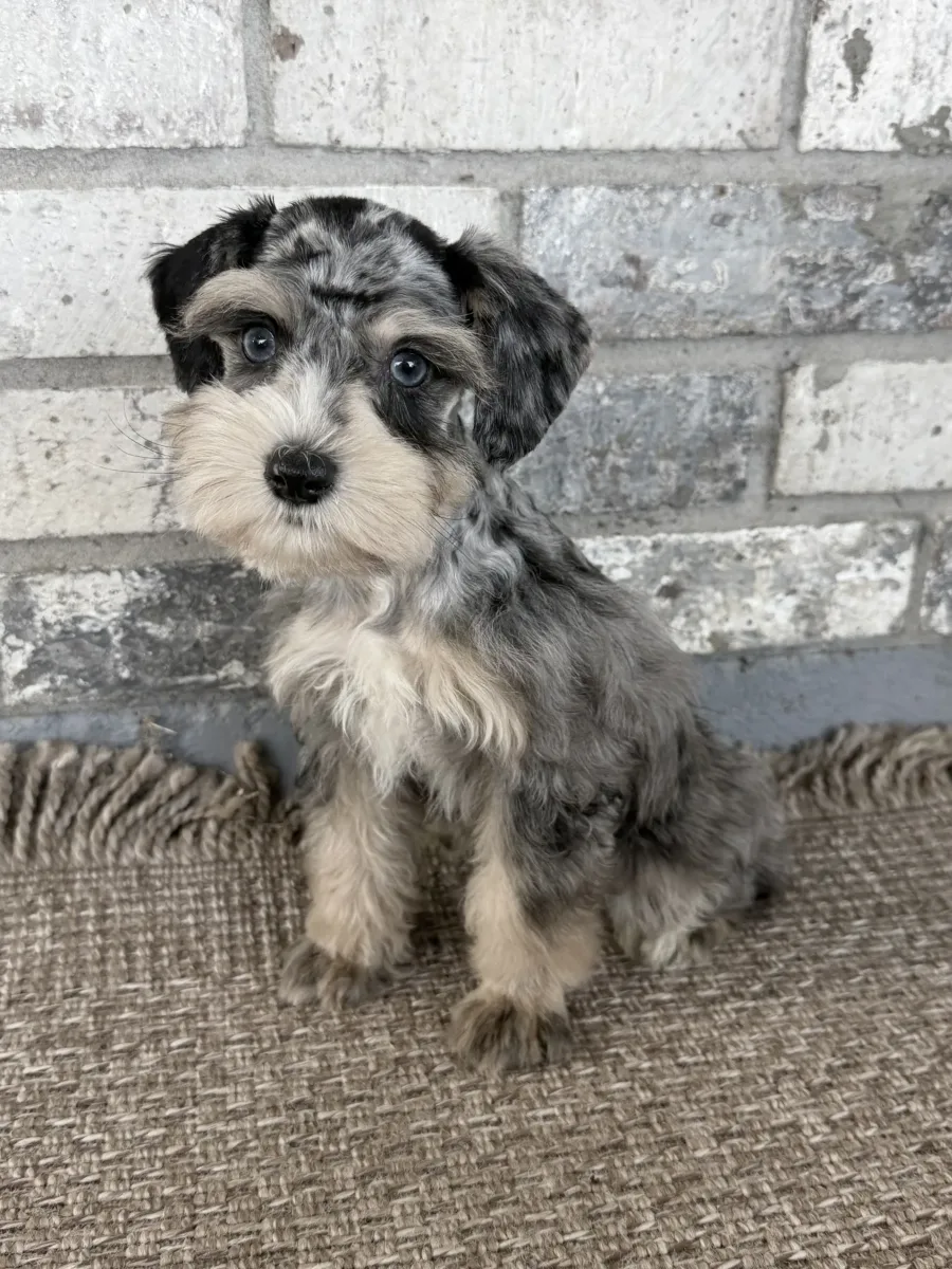Sample Dam, one of our Miniature Schnauzers