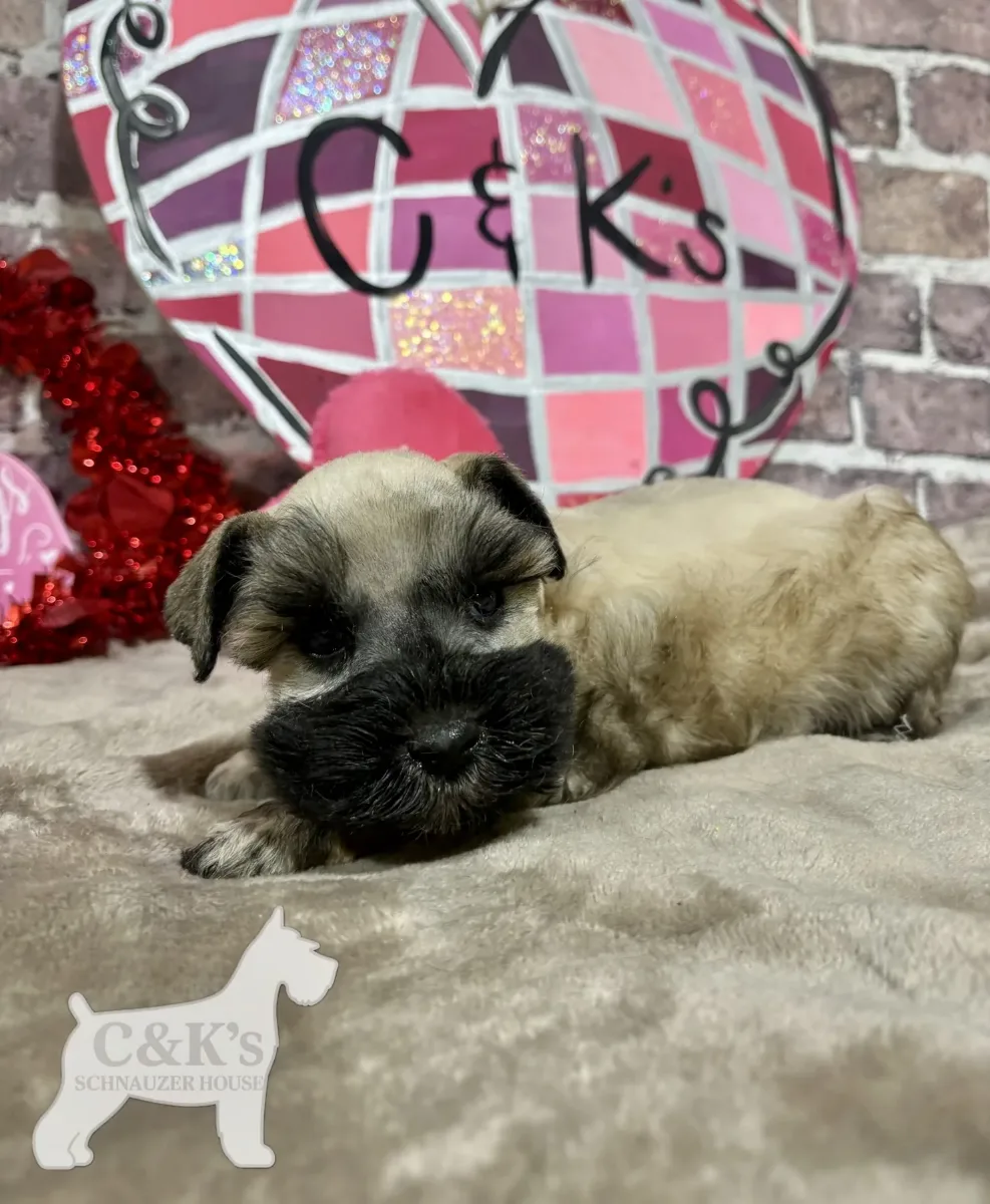 Sample Outside Stud, one of our Miniature Schnauzers