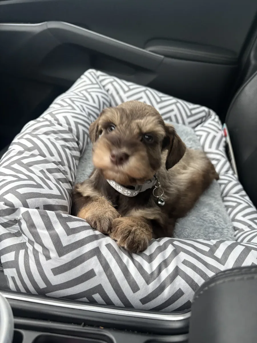 Sample Sire Two, one of our Miniature Schnauzers