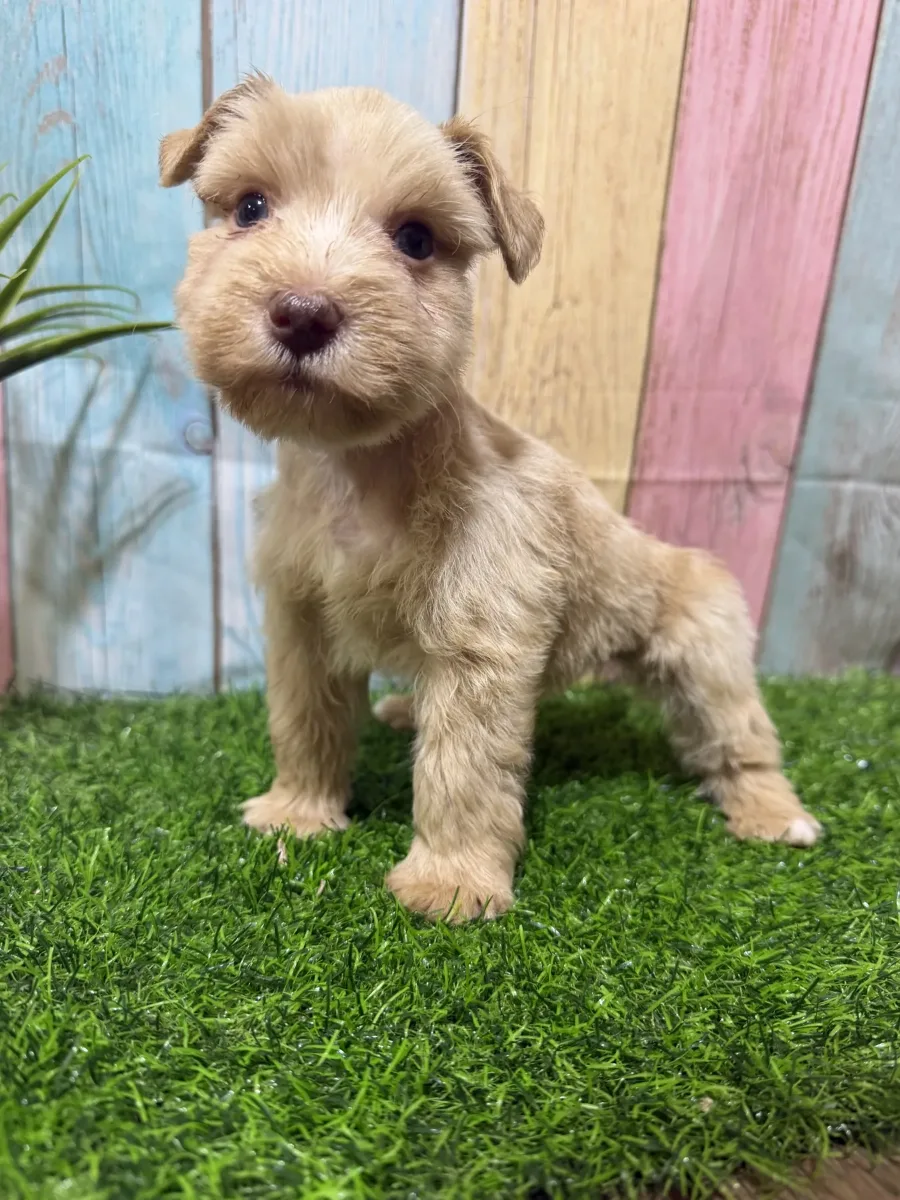 Sample Sire, one of our Miniature Schnauzers