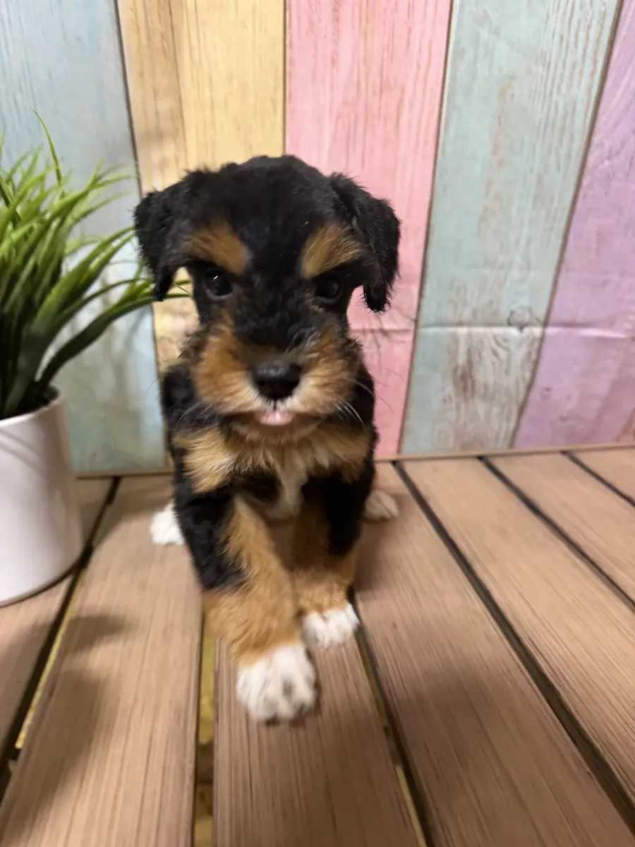 Orange collar, a female Miniature Schnauzer puppy