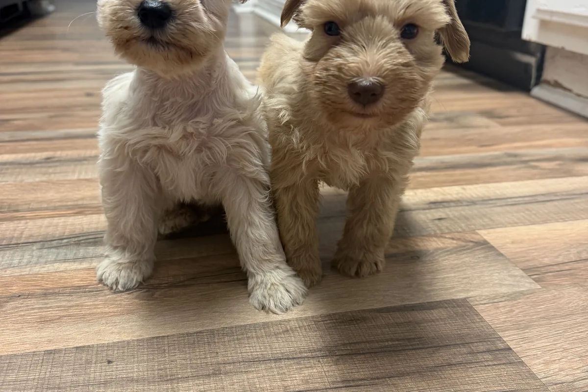 Two cream Miniature Schnauzer puppies standing side by side on the wood floor at home.