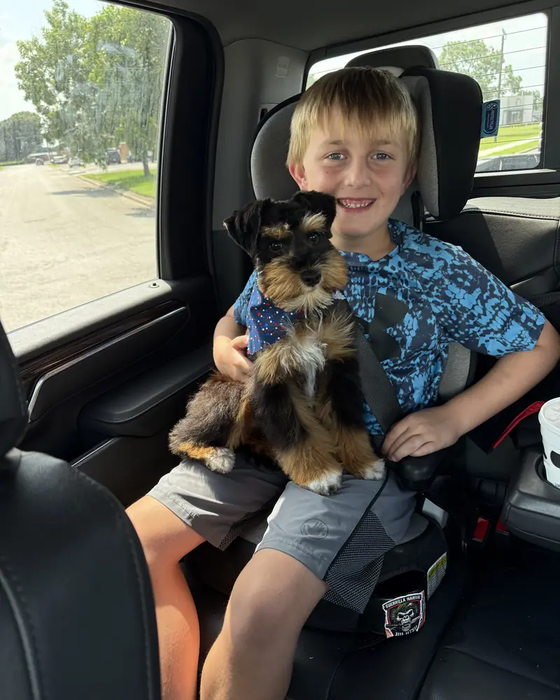 A boy in a booster seat in the back of a truck with his new black-and-tan puppy sitting on his lap.